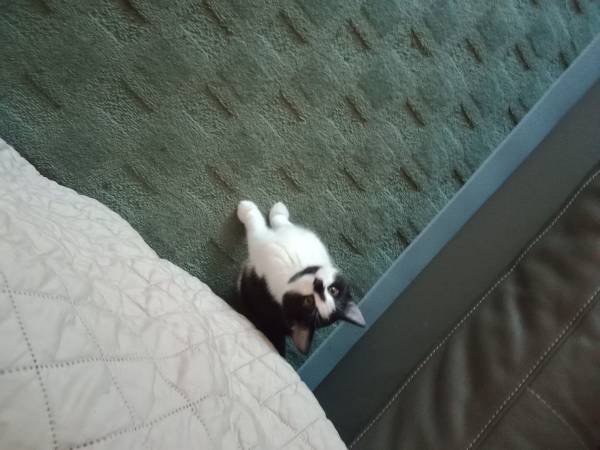 Kitten bebés64724957636737122