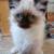 Rehoming Kitten 2 thumbnail