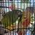 Conure Parrots 1 thumbnail