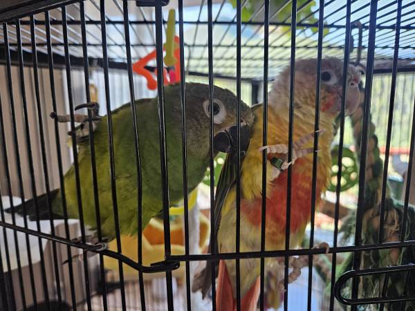 Conure Parrots 1
