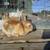 Velvet bunnies 11 thumbnail
