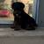 Puppies rottweilers 3 thumbnail