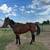 Horses 1 thumbnail