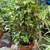 @@@@ Beautiful IVY Plant @@@@ 2 thumbnail