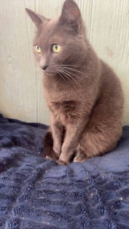 Russian grey adult female (Bloomingdale)63872131875715122