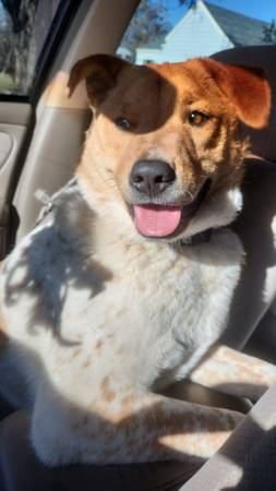 koda bear (Pasco)63922852646403123