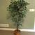 Artificial 6'  Ficas Tree 1 thumbnail