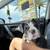 English bulldog “grooming 1 thumbnail