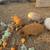 Kune kune piglets 2 thumbnail