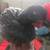 Black rooster 2 thumbnail