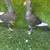 Pakistani pigeons 20 thumbnail