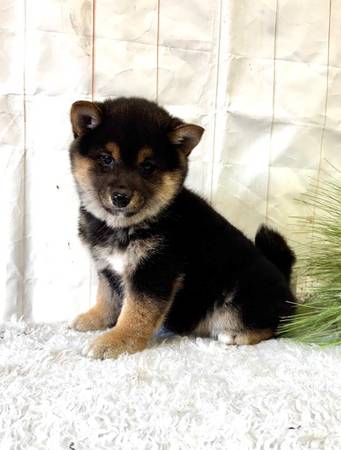 Shiba Inu Pups 1
