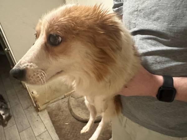 Small dog to rehome (Arden)63848769312129120