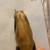Vintage Hand Carved Horn-Bear 3 thumbnail