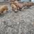 piglets 6 thumbnail