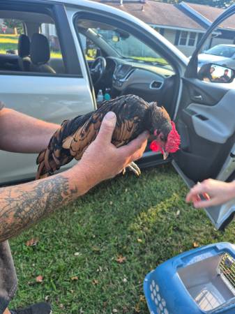 Bantam Rooster63872020128641120