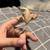 Crested Geckos/ Ball python 2 thumbnail