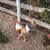 Beautiful rooster 1 thumbnail