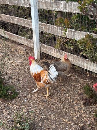 Beautiful rooster 1