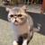 Exotic cat 1 thumbnail