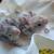 Tamed cockatiels 3 thumbnail