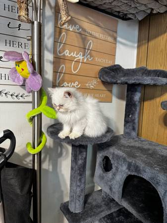 Persian kitten 1