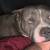 Microbully mixed american bully pups 13 thumbnail
