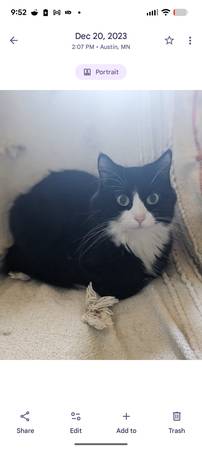 Tuxedo Long Hair F Cat 1