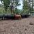 Bred cows 24 thumbnail