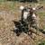Dwarf Goats and Button Quails 4 thumbnail