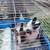 Loin mane rabbits (bonded pair) 4 thumbnail