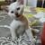 SIAMESE KITTEN 6 thumbnail