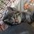 Kittens need loving homes 20 thumbnail