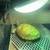 Mississippi Map Turtle $50 2 thumbnail