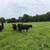 Cow calf pairs 3 thumbnail