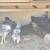 Chickens 3 months old 7 thumbnail
