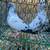 High Flying Tippler Pigeons - $15 (Kingsville) 1 thumbnail