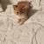 Exotic shorthair 8 thumbnail