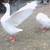 Tufted Roman Goose Pairs- Please Read... 1 thumbnail