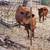 Dexter Cattle Cow Bred 1 thumbnail