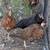 5 chicken flock 5 thumbnail