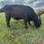 Simmental heifer 2 thumbnail