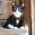Barn cats / kittens need a good home 5 thumbnail
