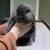 Beautiful holland lop bunnies pedigreed 8 thumbnail