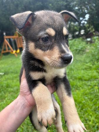 Aussie shepherd husky (Ocala)63861782033025120