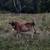 Jersey heifer 3 thumbnail