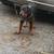 Rottwieler Male Puppy 2 thumbnail