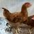 Roosters 2 thumbnail