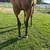 Thoroughbred mare - horse for sale 4 thumbnail
