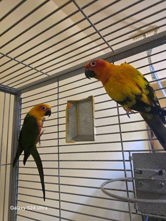 Jenday & Sunconure (Las Vegas)63907296586371120